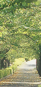 菊池神社参道の夏