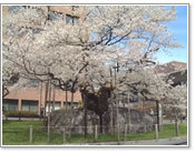 石割桜
