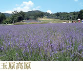 玉原高原