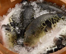 湯田温泉 湯の宿 味の宿 梅乃屋