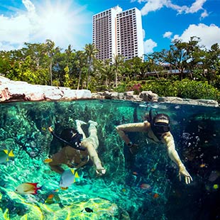 泳げる水族館
