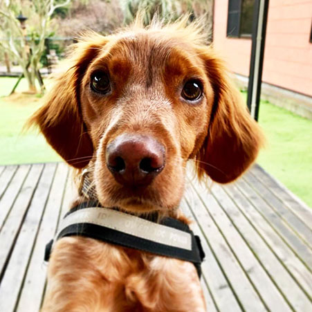 愛犬と癒しのアジアンリゾート 海宿 太陽人「ゴーヤ」