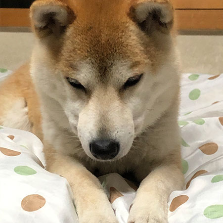 犬鳴山温泉 み奈美亭 「さくら」
