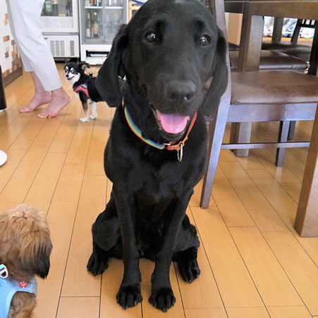 愛犬と泊まる美食と露天風呂の宿 モルゲン「すず」
