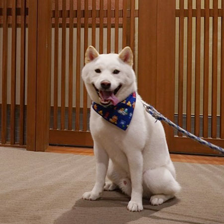 おごと温泉 暖灯館 きくのや「まめ太郎」