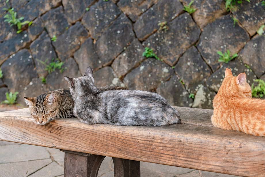 猫の細道