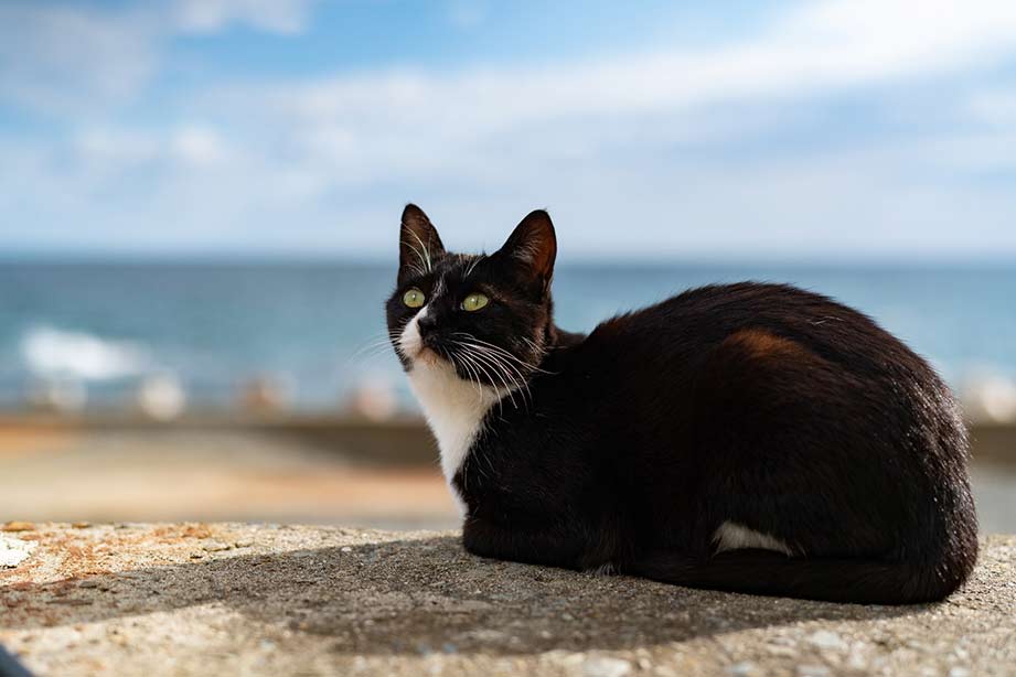 田代島