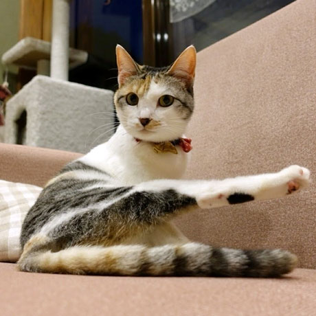 ゆふいん 笑ねこの宿「小春(こはる)」