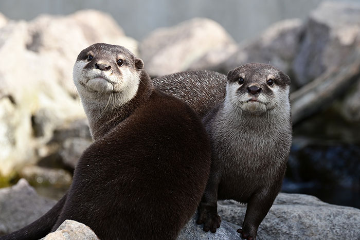 さいたま水族館（羽生水郷公園）