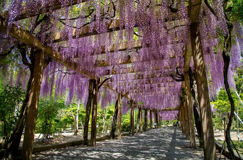 大三島藤公園
