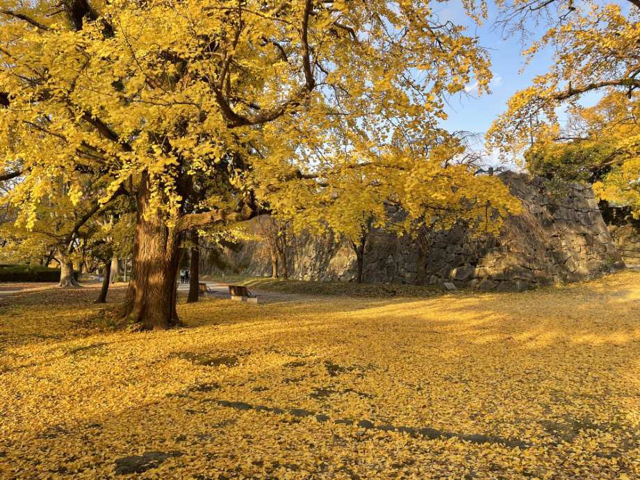 【2023最新】九州のおすすめ紅葉スポット30選