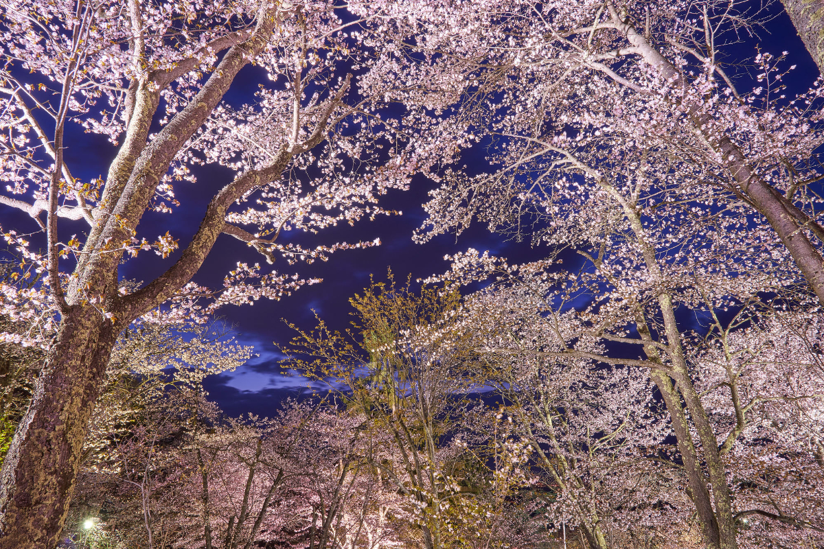 旭山公園の桜