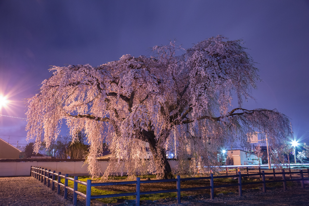 法亀寺(ほうきじ)のシダレ桜