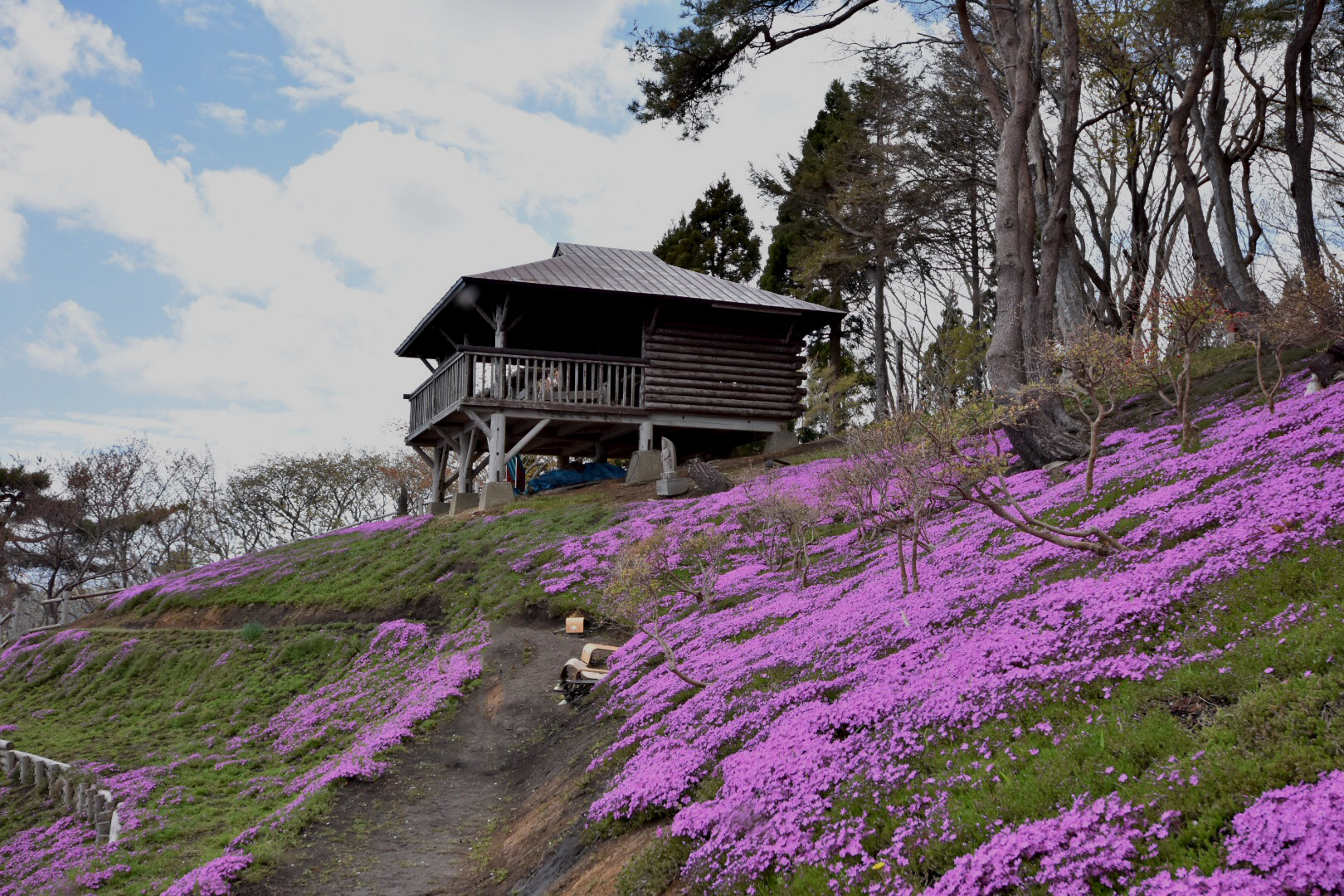 ふるさとの森公園 薬師山の芝桜