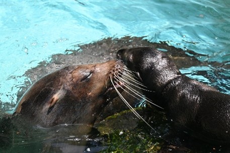 高知生活 1 年目の新入社員。初めての桂浜水族館をリポート！！