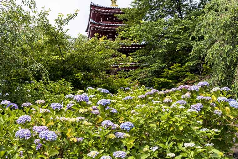 本土寺