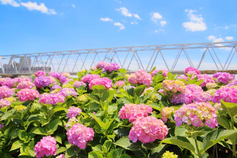 小岩菖蒲園