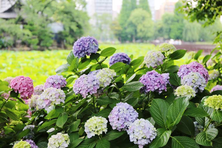 上野恩賜公園