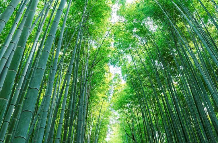 竹林の道