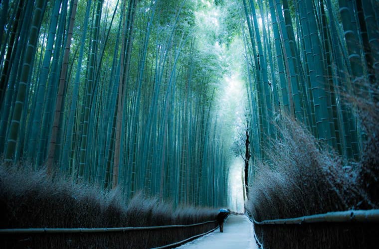 竹林の道