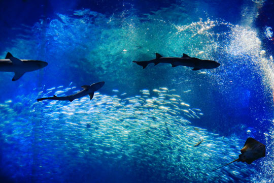 アクアワールド茨城県大洗水族館