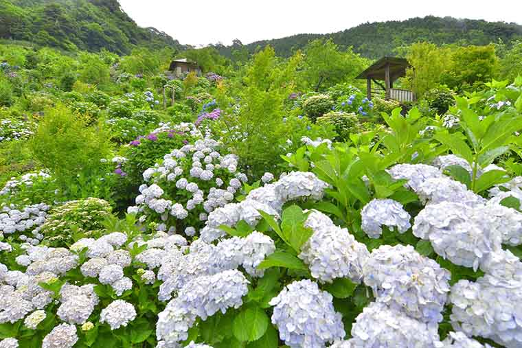 あじさい峡 東雲の里