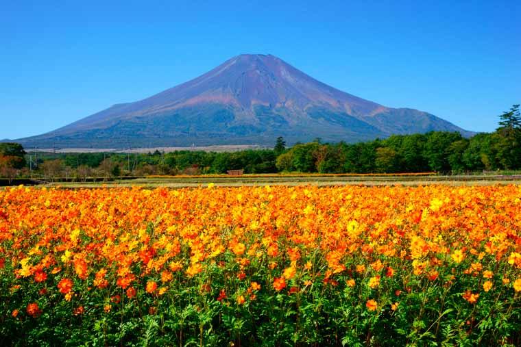 山中湖 花の都公園