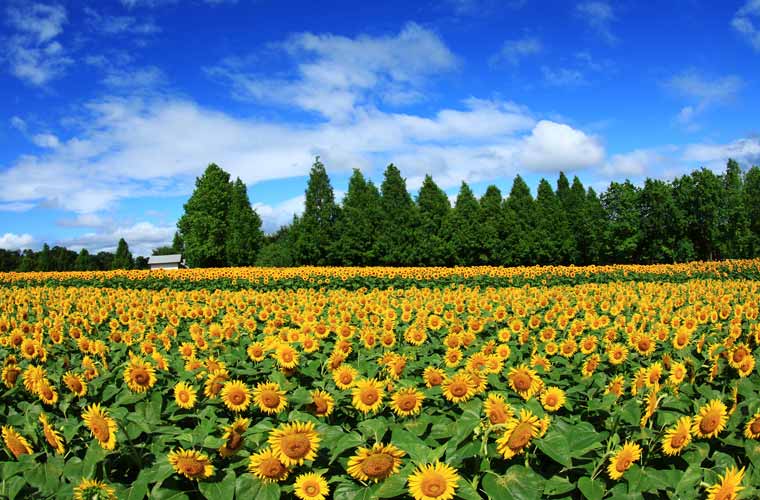 世羅高原農場
