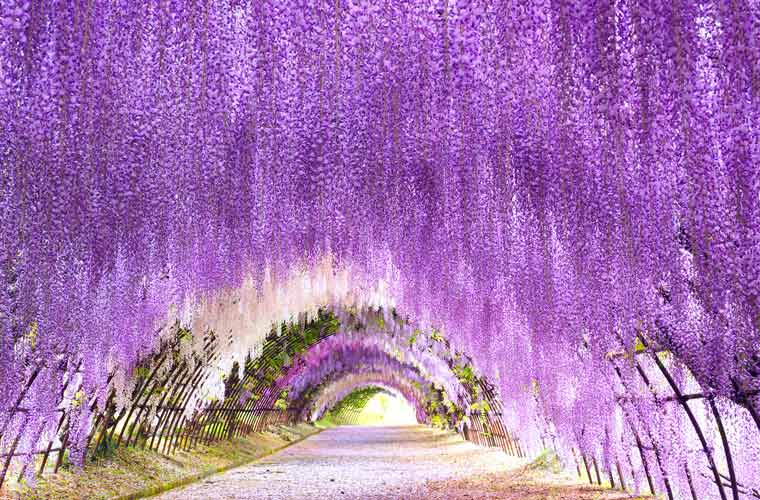 河内藤園