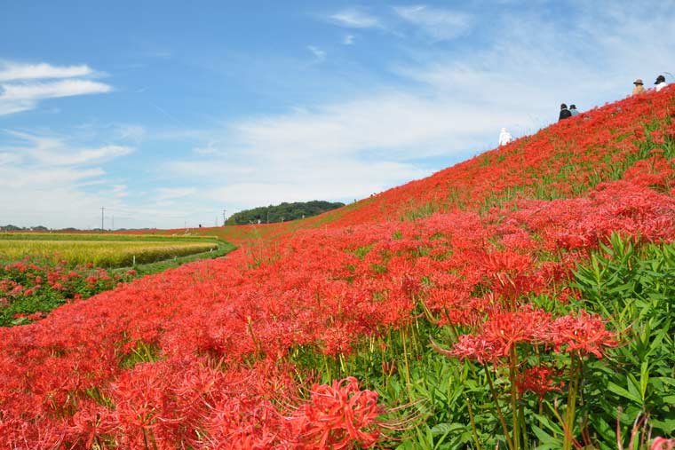 矢勝川