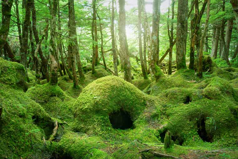 白駒の池