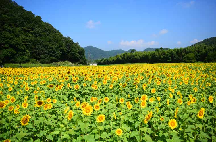 佐用町南光ひまわり畑