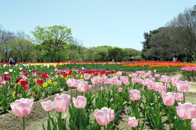 万博記念公園