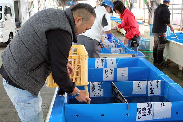柴山港 セリ