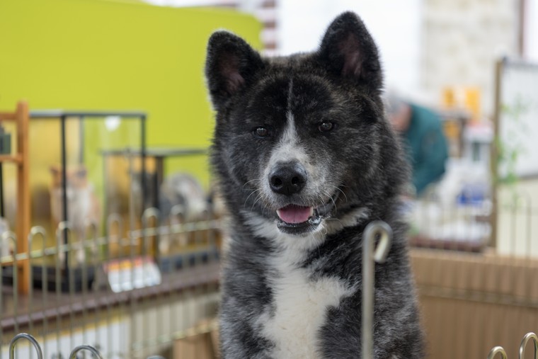 秋田犬の歴史を学ぶ「秋田犬会館」