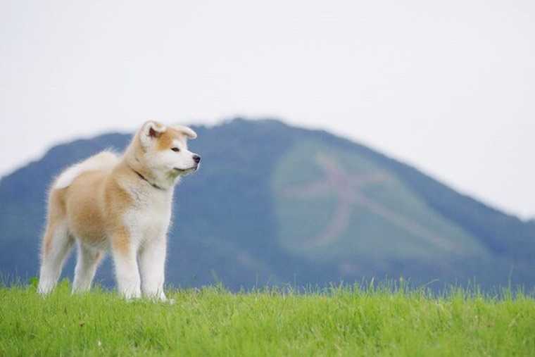 国の天然記念物に指定されている秋田犬