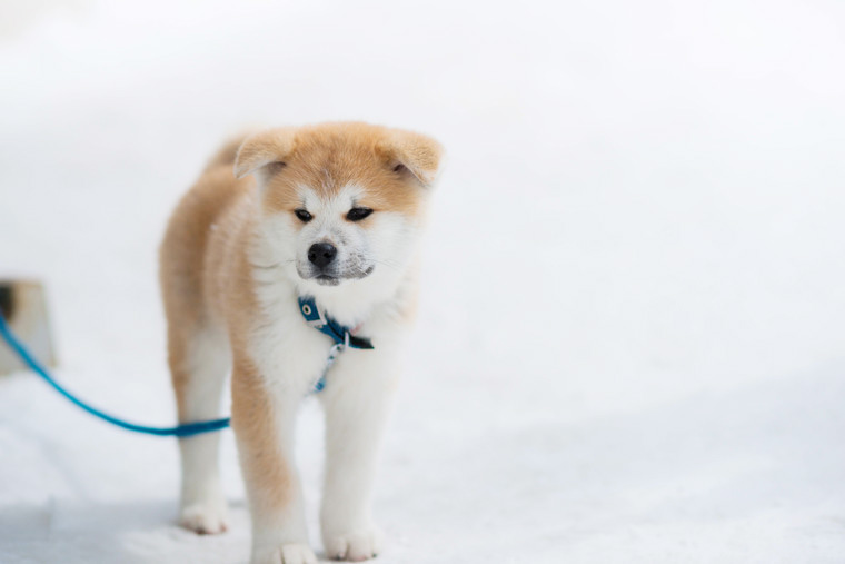 国の天然記念物に指定されている秋田犬