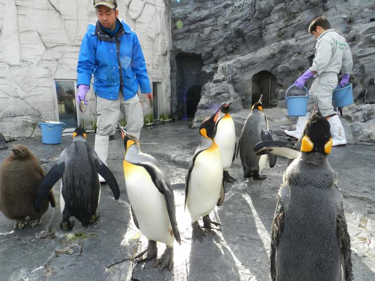 北海道 旭山動物園 ペンギンのもぐもぐタイム