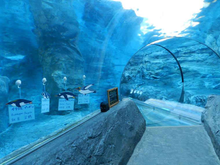 北海道 旭山動物園 行動展示 ペンギン「360度の水中トンネル」