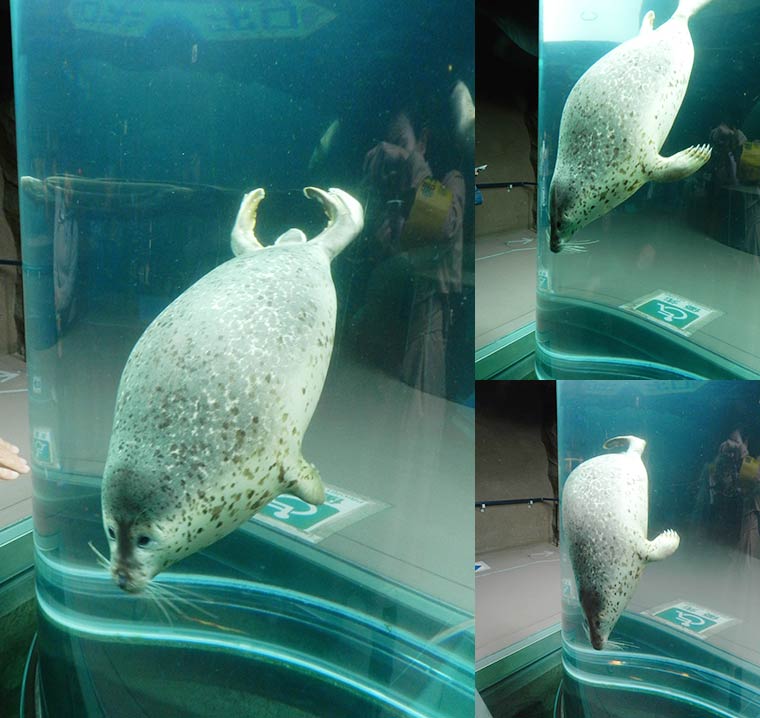 北海道 旭山動物園 行動展示 アザラシ