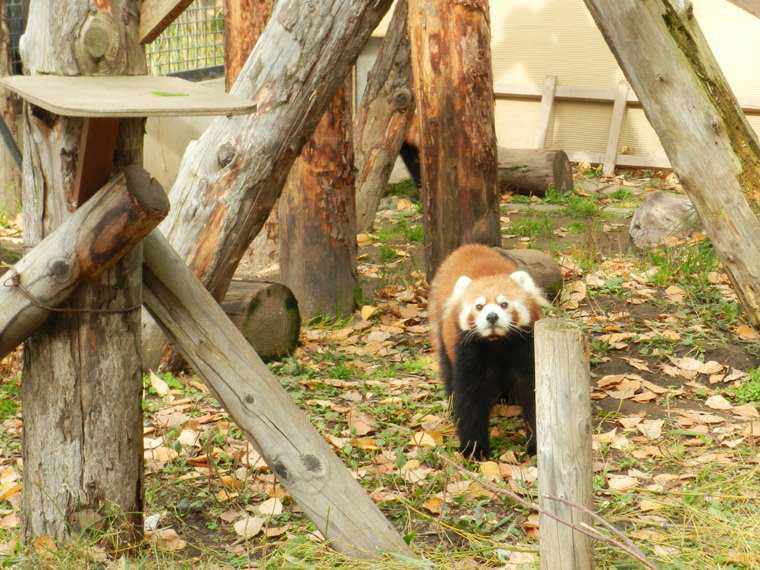 北海道 旭山動物園 行動展示 レッサーパンダ