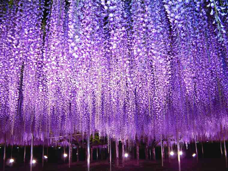 あしかがフラワーパーク　夜の大藤