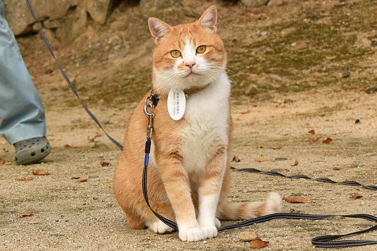 猫城主さんじゅーろー
