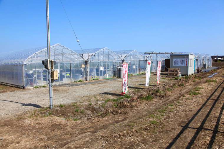 「みのりの郷 東金」のビニールハウス
