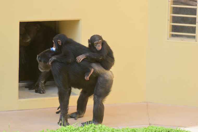 名古屋 東山動植物園 チンパンジー