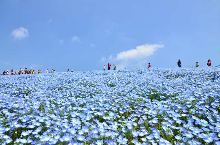 国営ひたち海浜公園　ネモフィラ