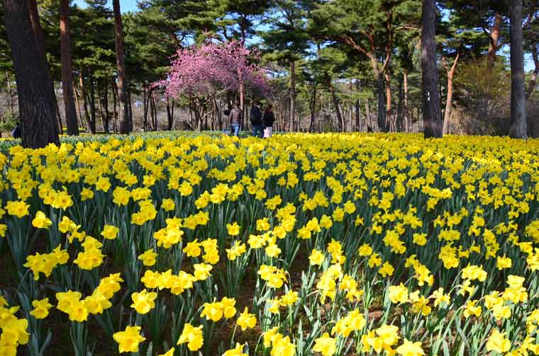 国営ひたち海浜公園