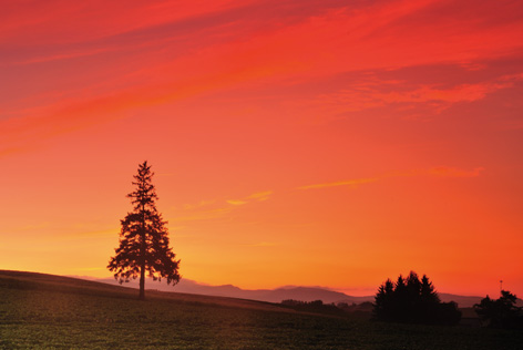 クリスマスツリーの木と夕焼け