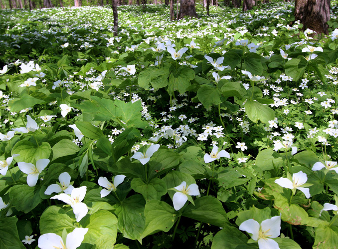 六花の森