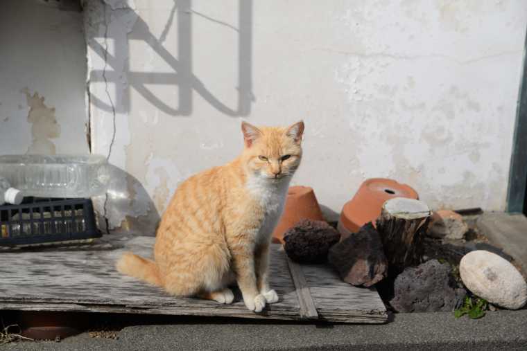 見かけた猫
